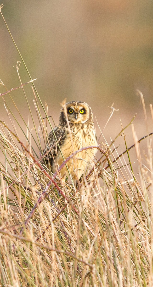 Hibou des marais - ML492584821