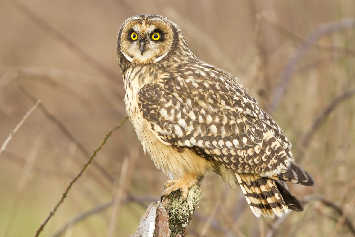 Short-eared Owl - Israel Acevedo Díaz