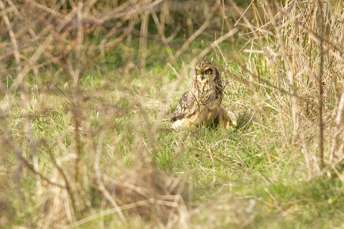 Short-eared Owl - ML492584851