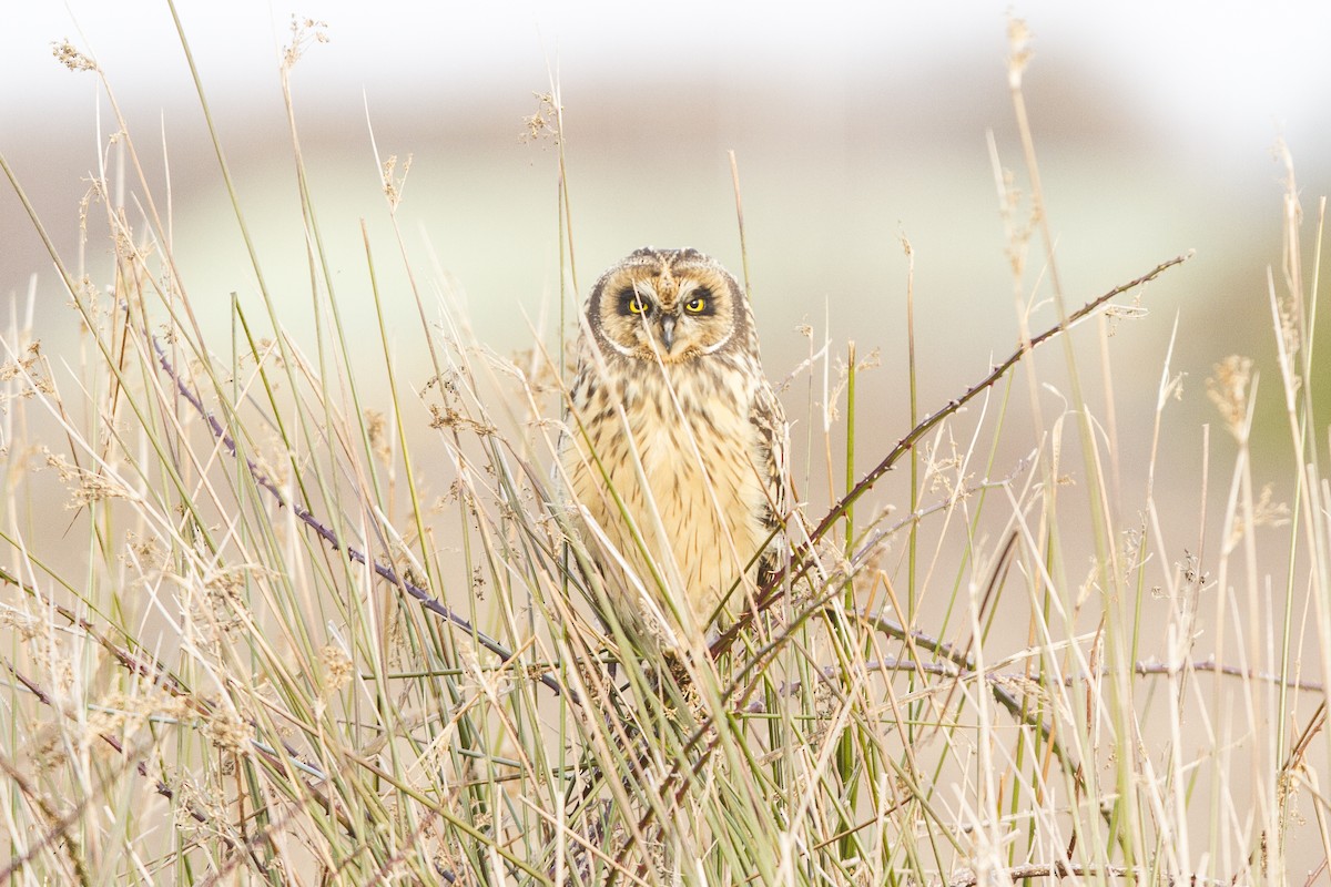 Short-eared Owl - ML492584861