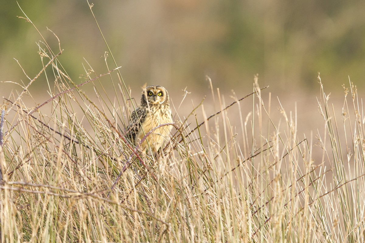 Hibou des marais - ML492584881