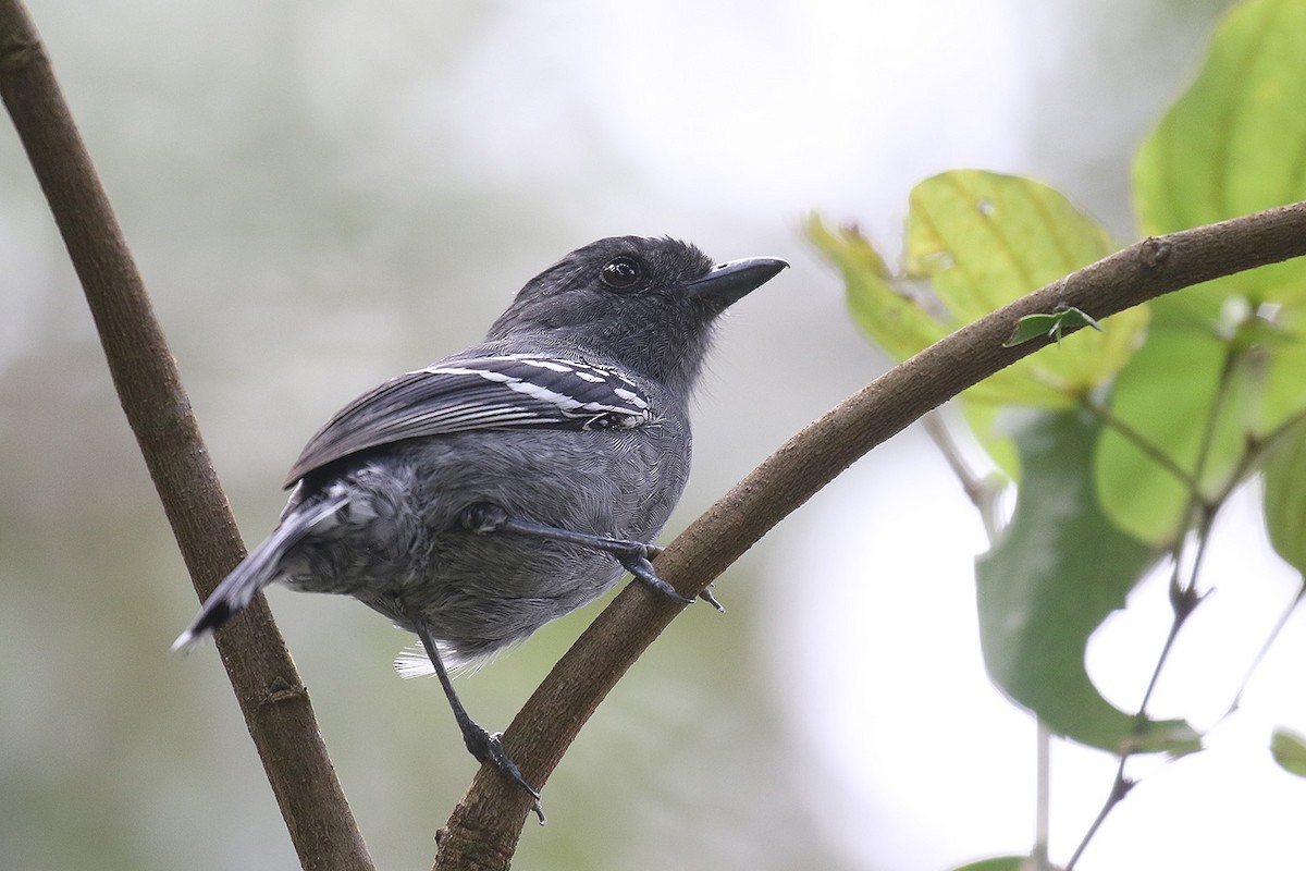 Variable Antshrike - ML492585141