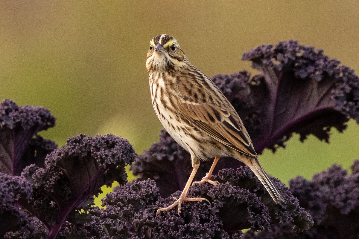 Savannah Sparrow (Savannah) - ML492585211