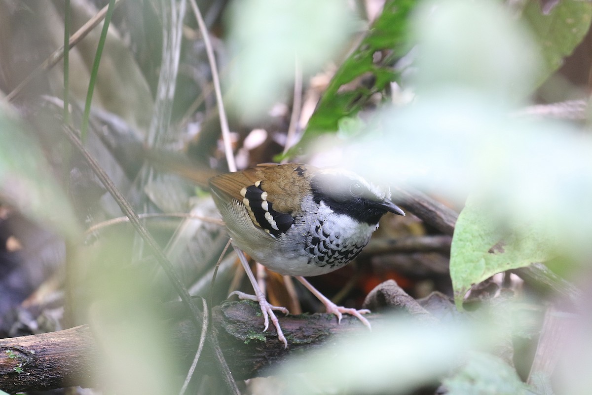 White-bibbed Antbird - ML492585321