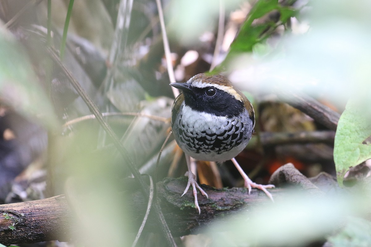 White-bibbed Antbird - ML492585331