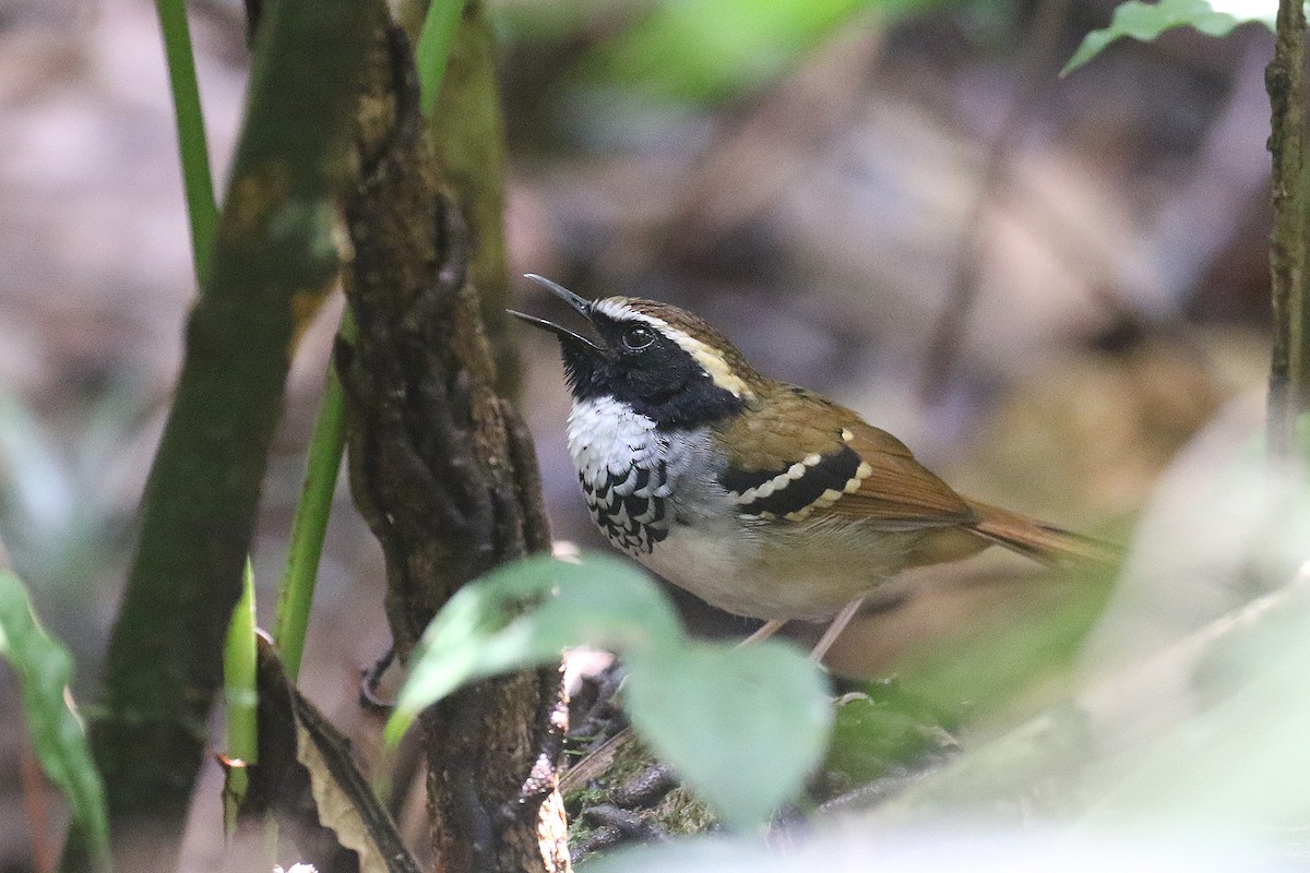 White-bibbed Antbird - ML492585341