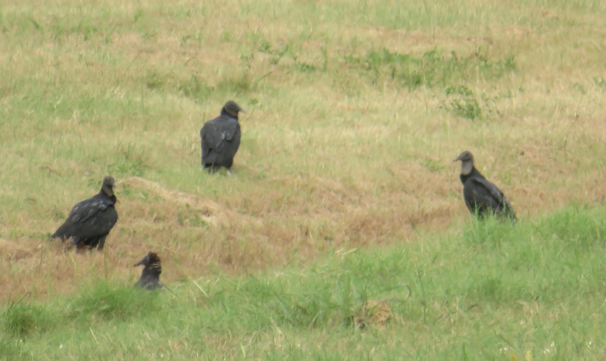 Black Vulture - ML492585641