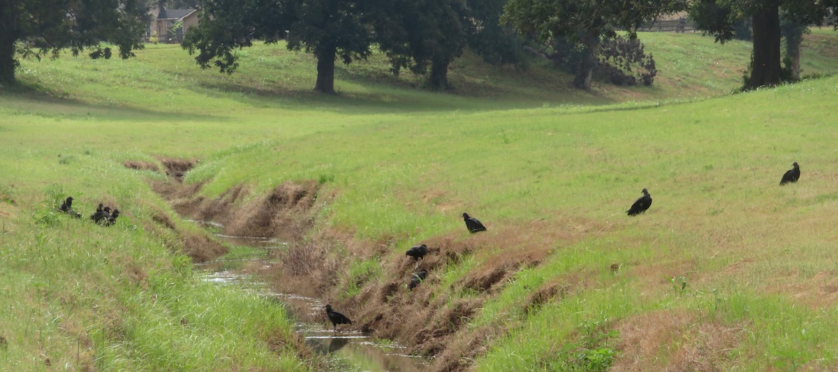 Black Vulture - ML492585651