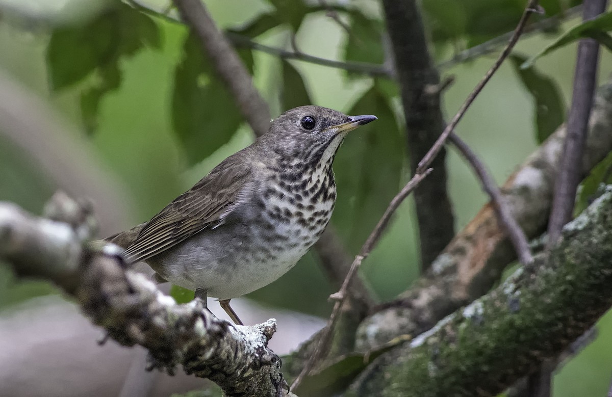 Gray-cheeked Thrush - ML492585751