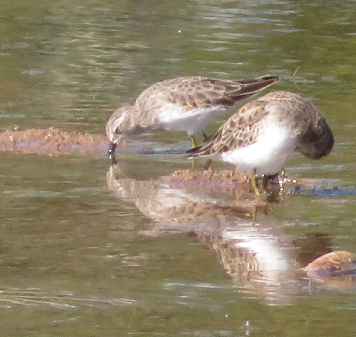 Least Sandpiper - ML492588041