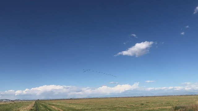 Sandhill Crane - ML492588241