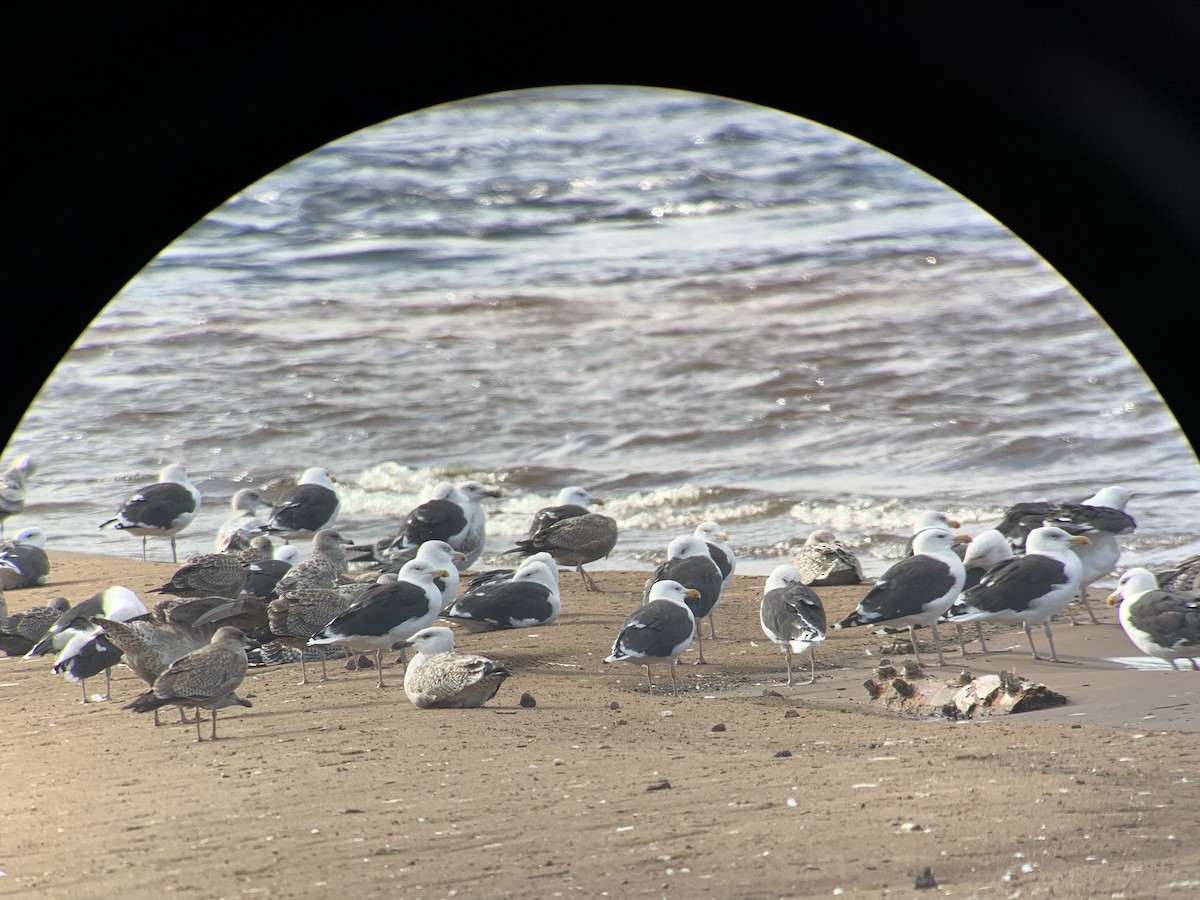 Great Black-backed Gull - ML492588291