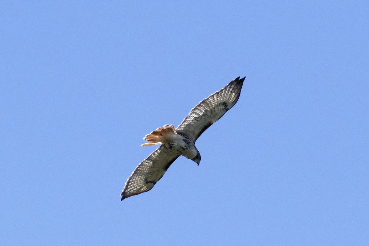 Red-tailed Hawk - ML492588951