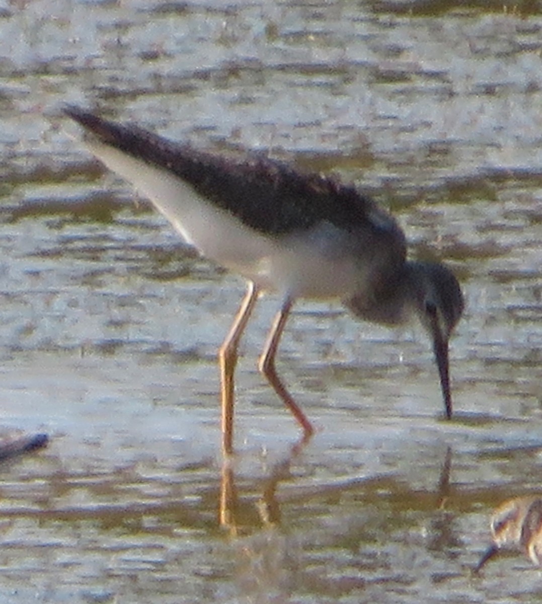 Lesser Yellowlegs - ML492589001