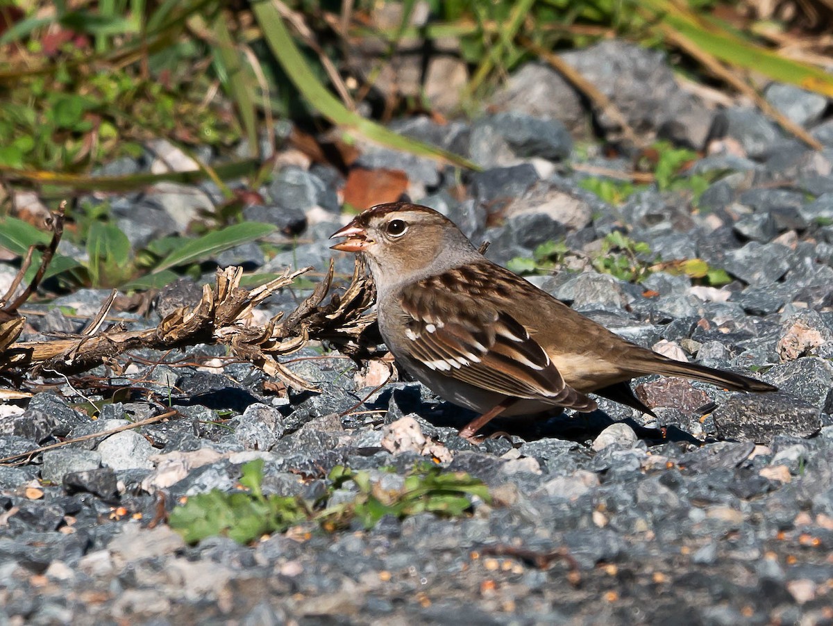 White-crowned Sparrow - ML492590111