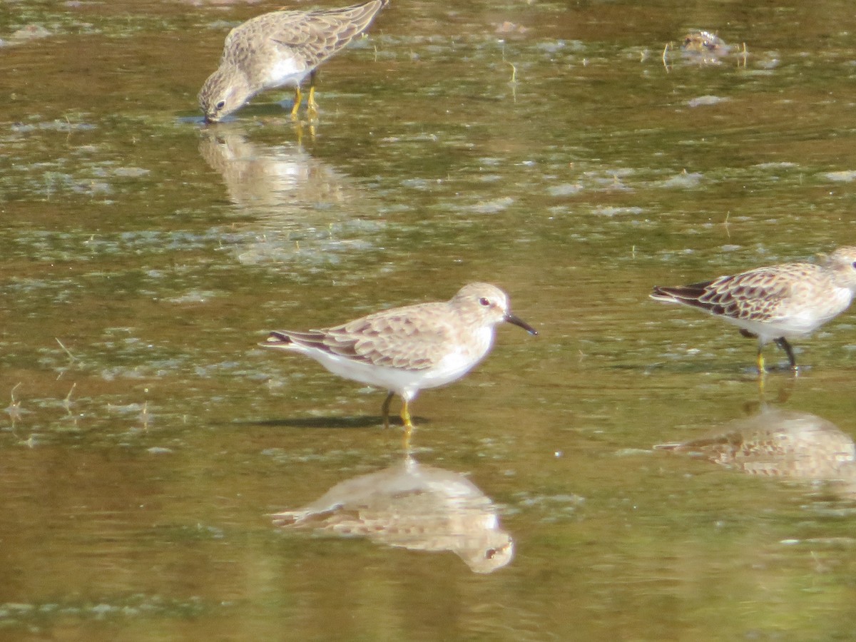 Least Sandpiper - ML492590201