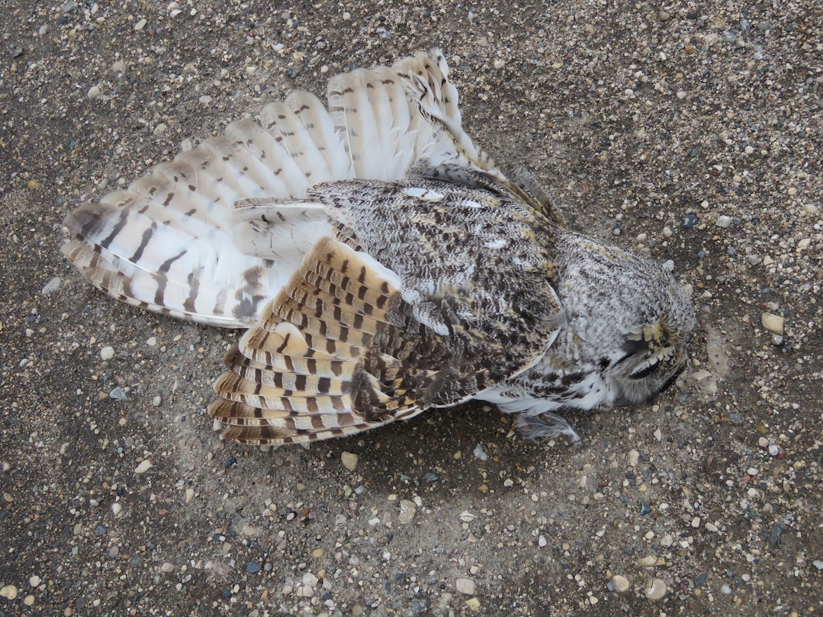 Great Horned Owl - ML49259061