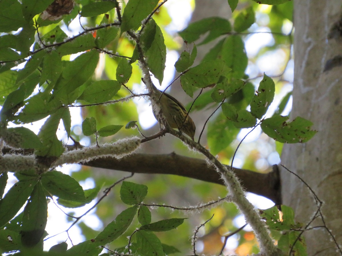 Black-throated Green Warbler - ML492591011
