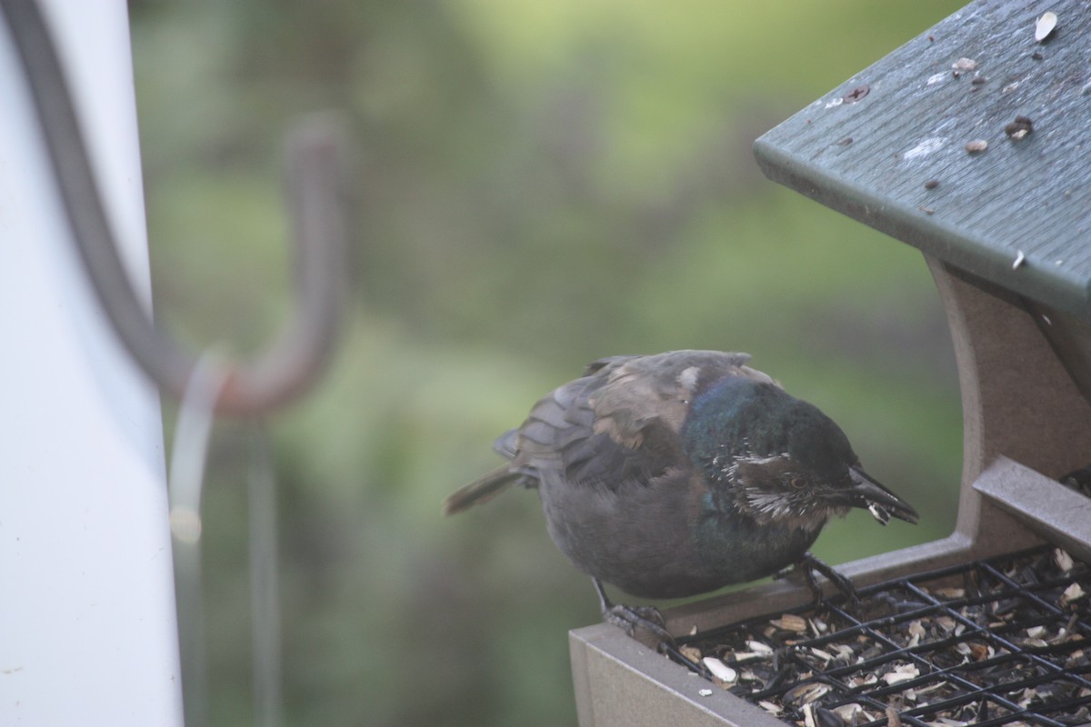Common Grackle - ML492594871