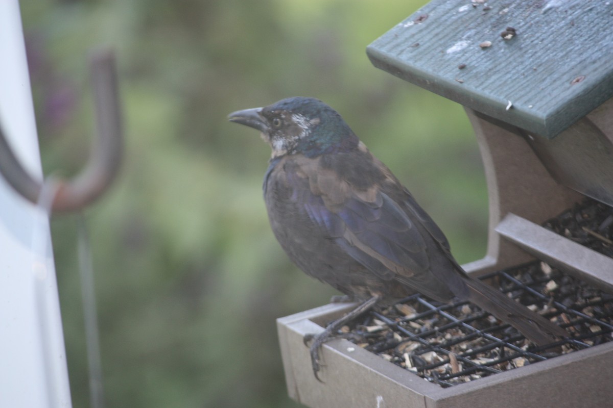 Common Grackle - ML492594881
