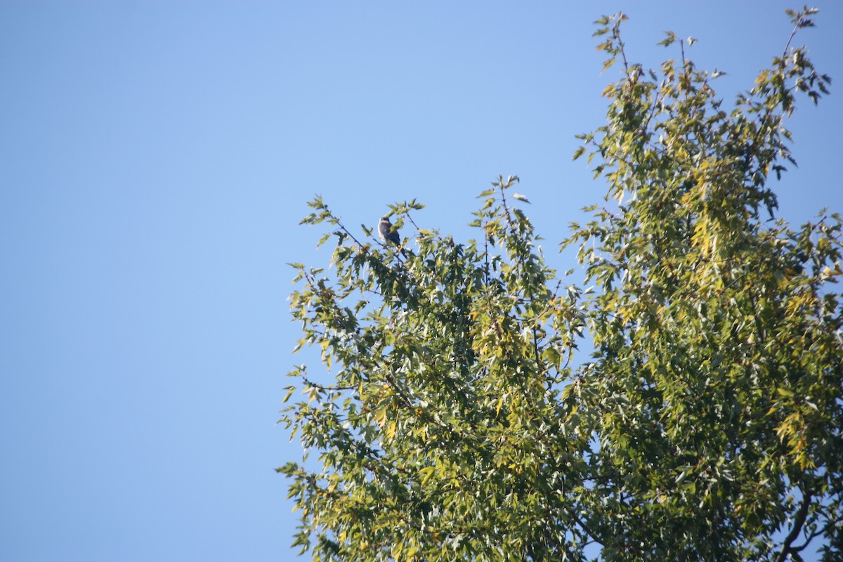 American Kestrel - ML492595331