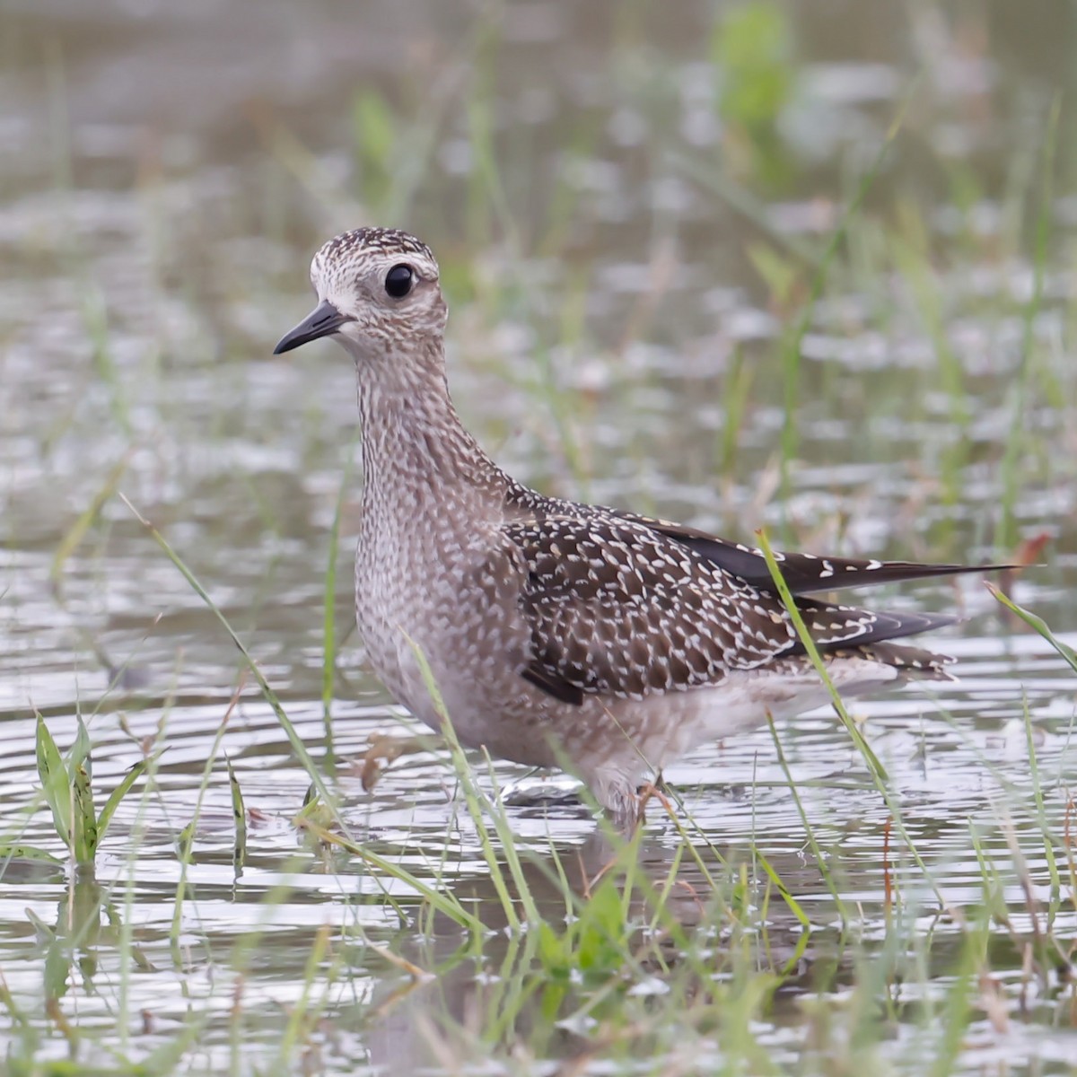 American Golden-Plover - ML492596371