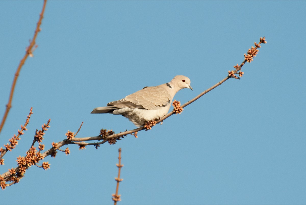 Eurasian Collared-Dove - ML49259771