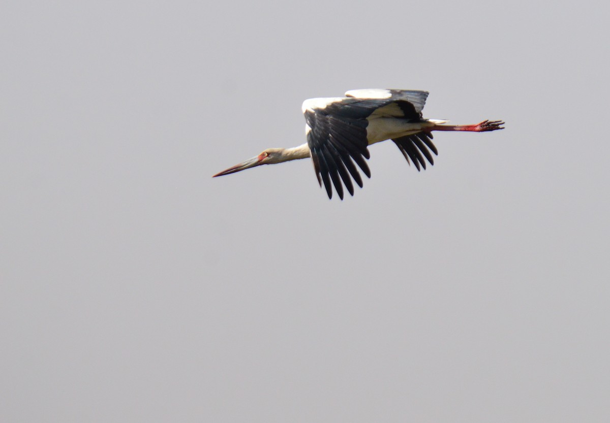 Maguari Stork - Anibal  Noro