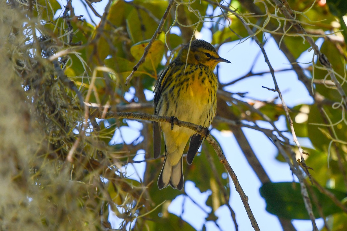 Cape May Warbler - Christine Kozlosky