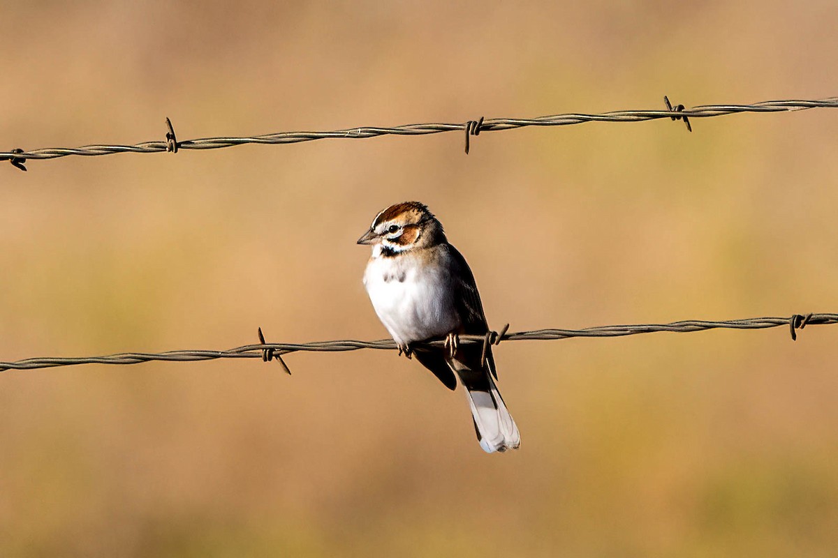 Lark Sparrow - ML492602621