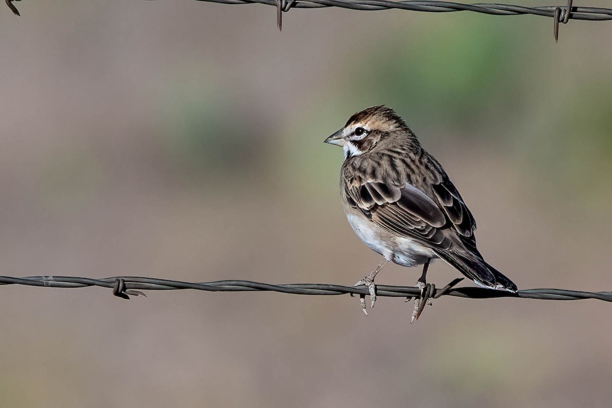 Lark Sparrow - ML492602701