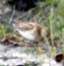 Pectoral Sandpiper - ML492603531