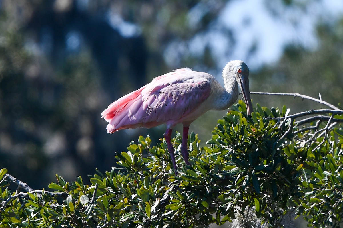 Roseate Spoonbill - ML492603761