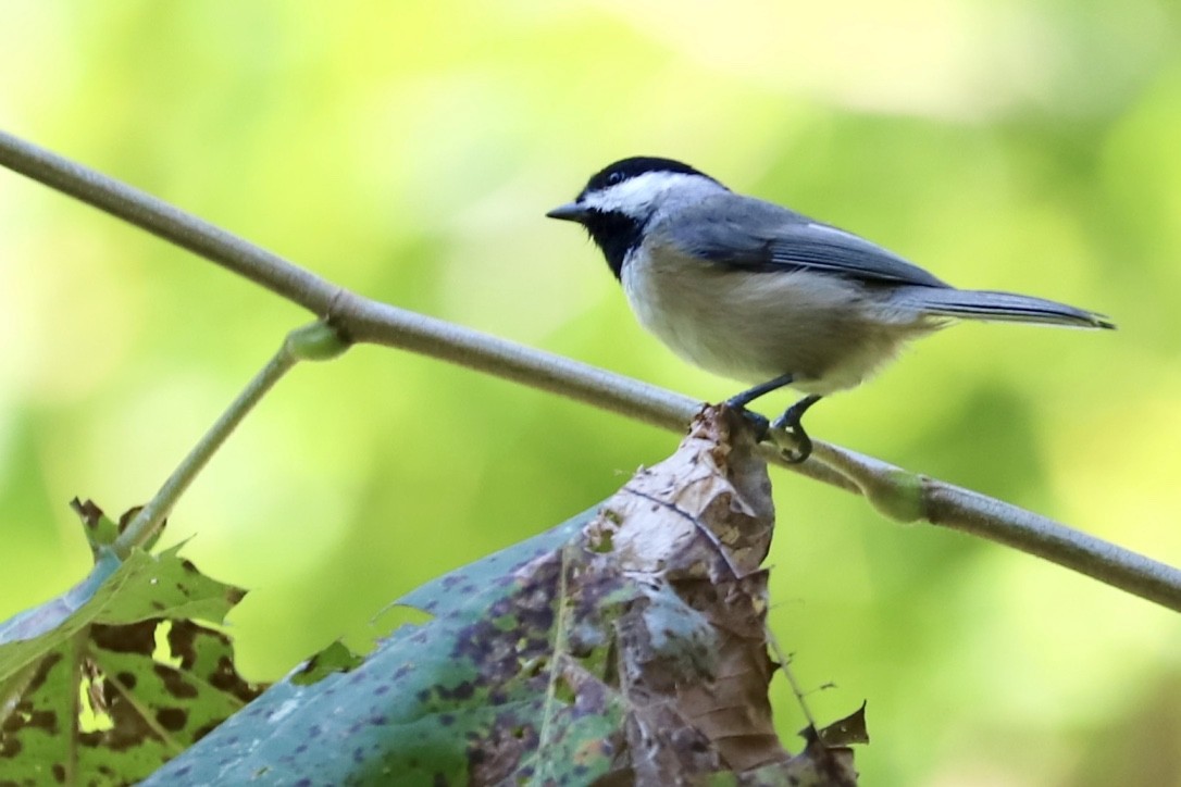 Carolina Chickadee - JoAnn Dalley