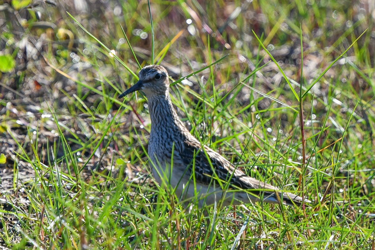 Bécasseau à poitrine cendrée - ML492605731