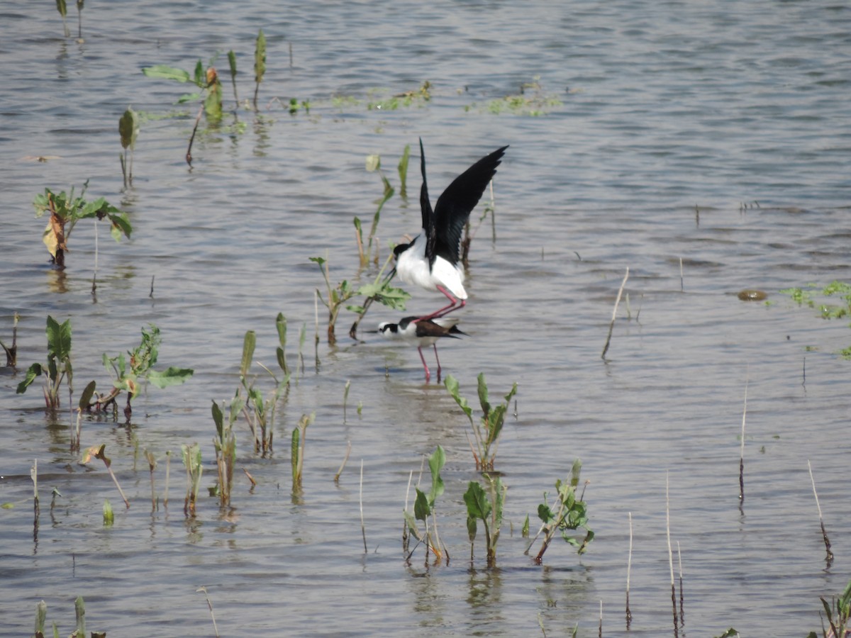 Black-necked Stilt - ML492606361