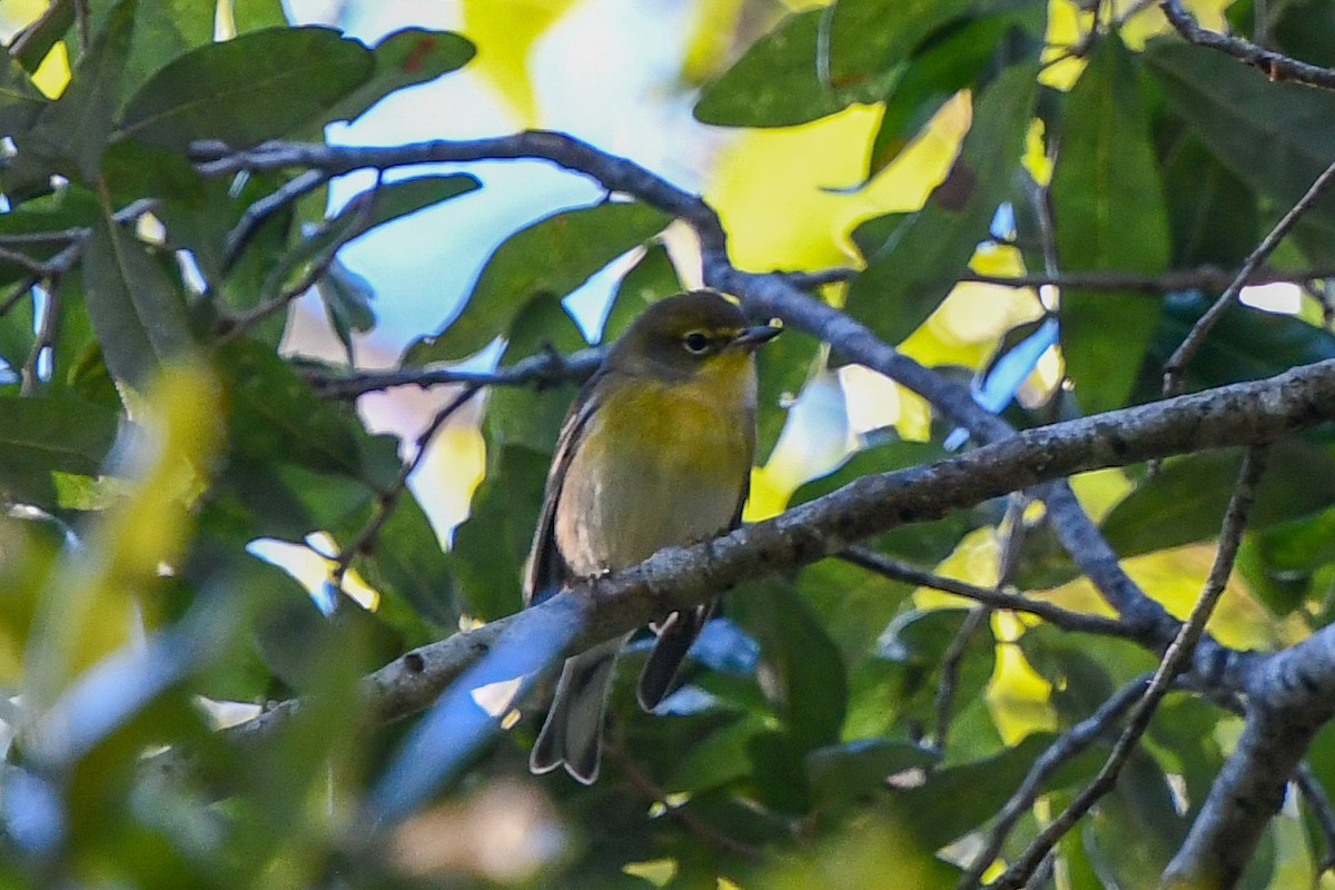 Pine Warbler - ML492606521