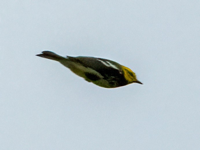 Black-throated Green Warbler - ML492606651