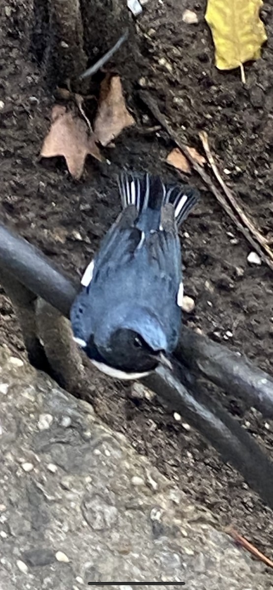 Black-throated Blue Warbler - ML492606661