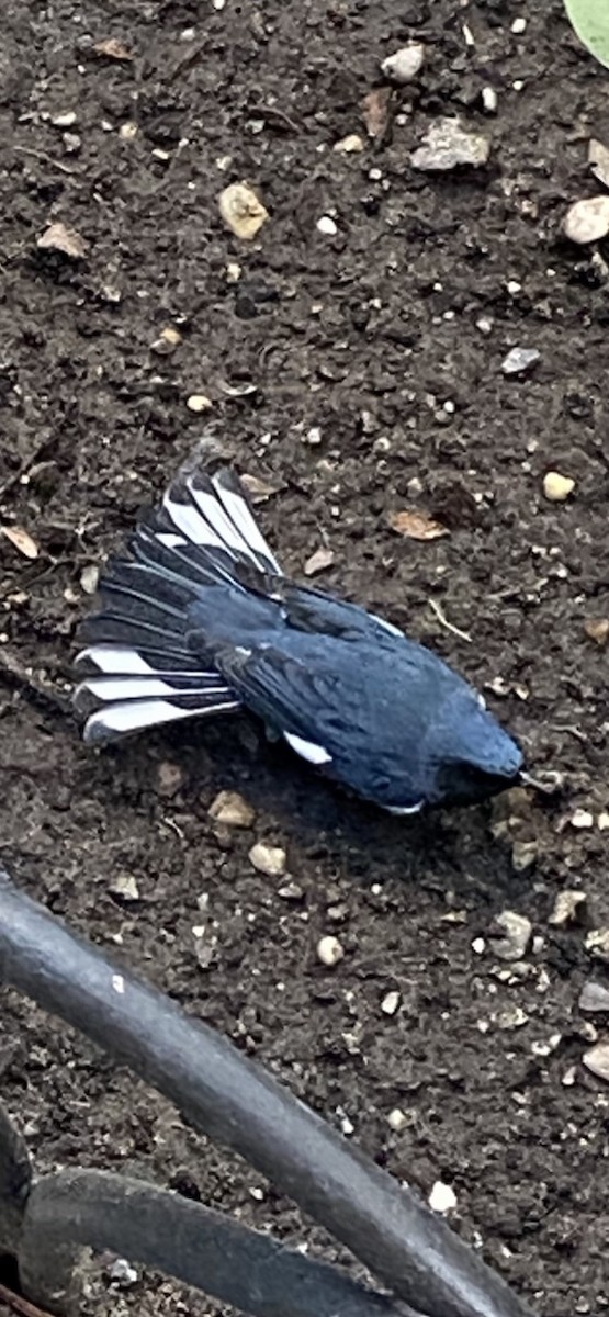 Black-throated Blue Warbler - ML492606681