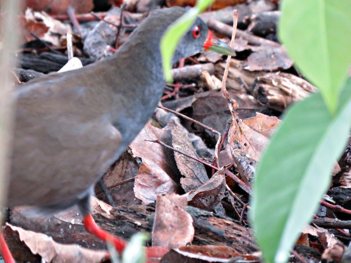 Paint-billed Crake - ML492607941