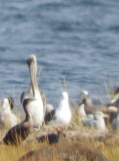 Brown Pelican - ML492608951