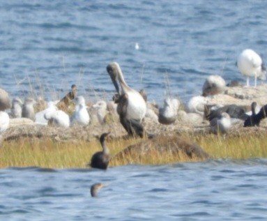 Brown Pelican - ML492608991