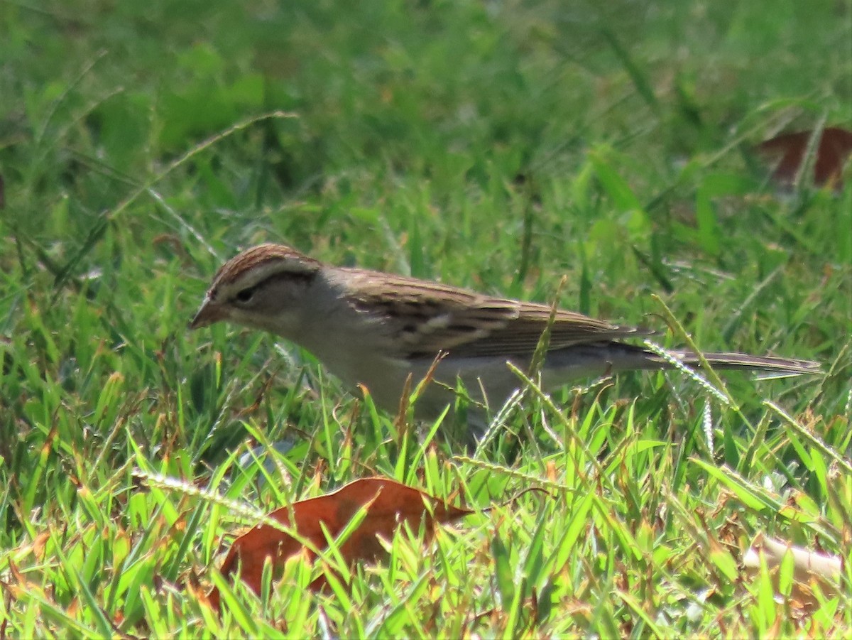 Chipping Sparrow - ML492609121