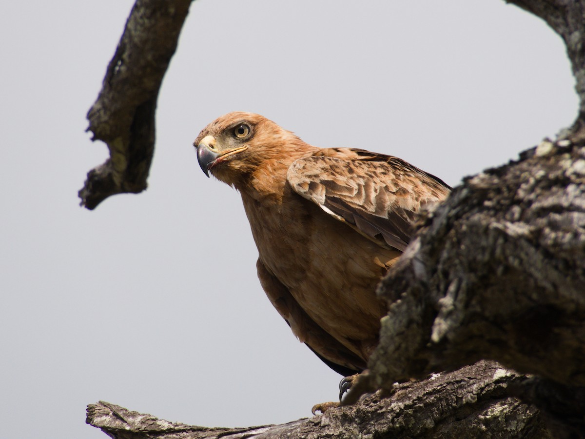 Korsan Kartal - ML492610141