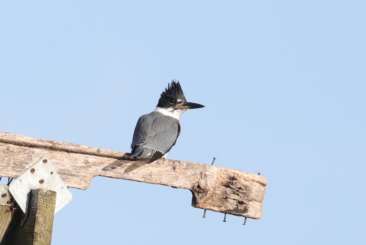 Belted Kingfisher - ML492610281