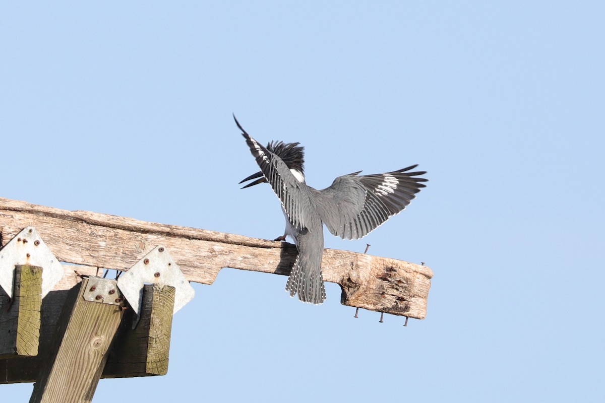 Belted Kingfisher - ML492610291