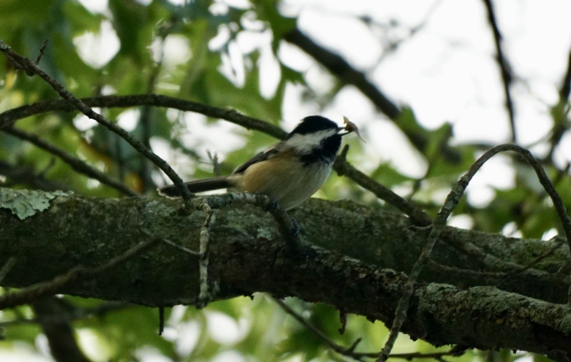 Black-capped Chickadee - ML492610771