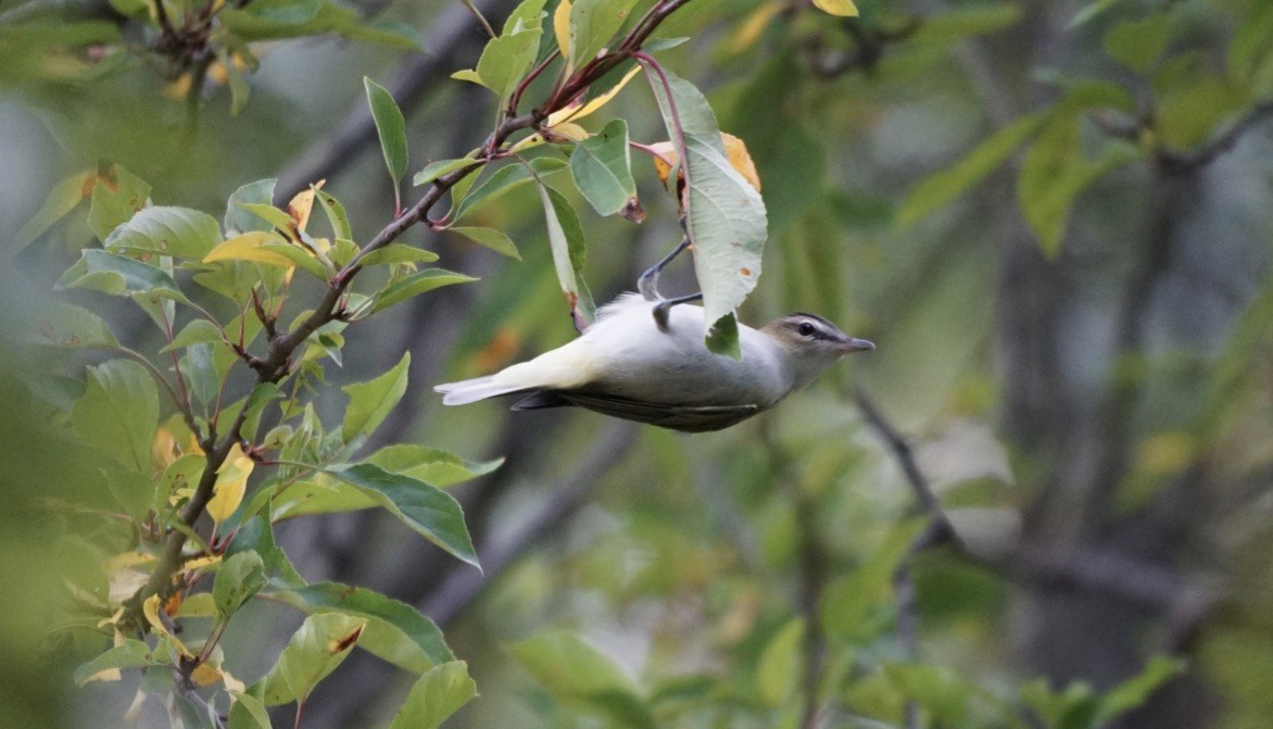 Red-eyed Vireo - ML492611291