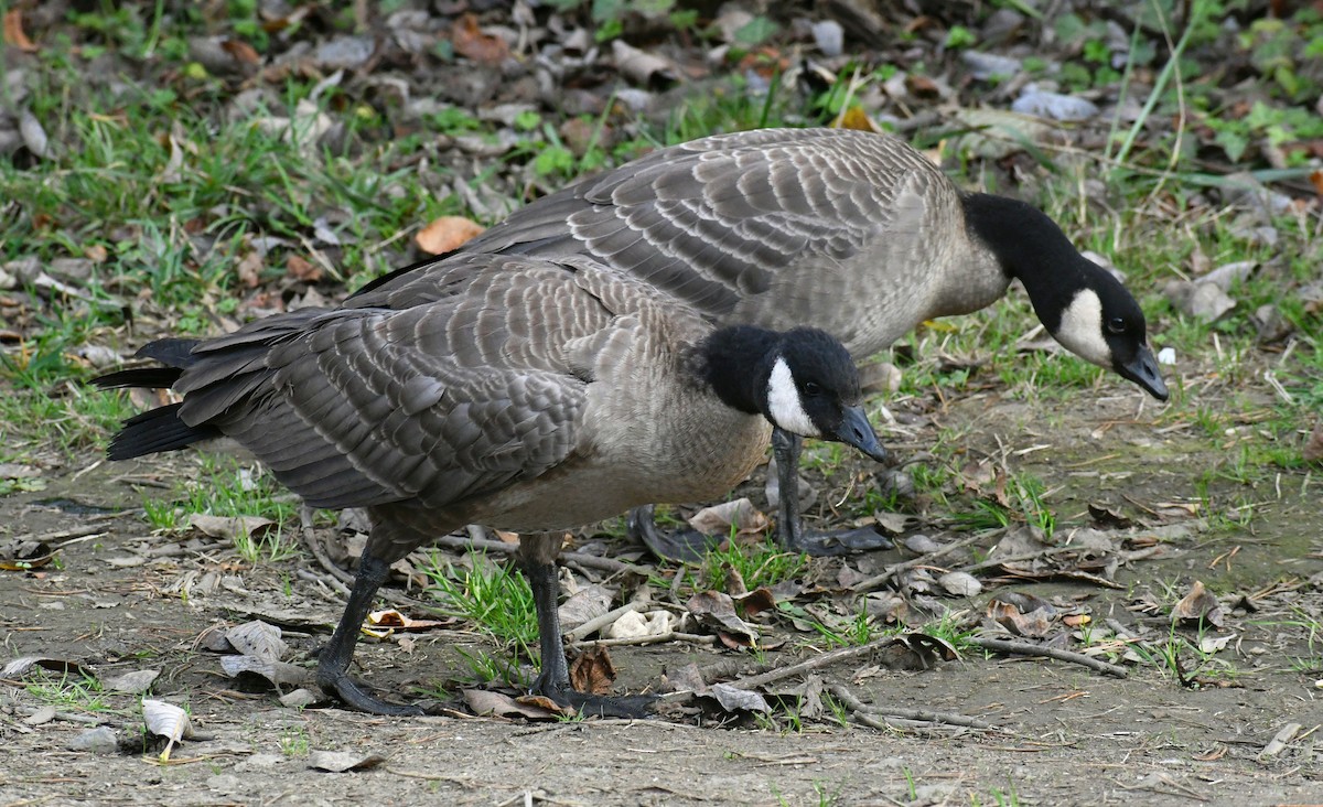 Cackling Goose (Aleutian) - ML492611771